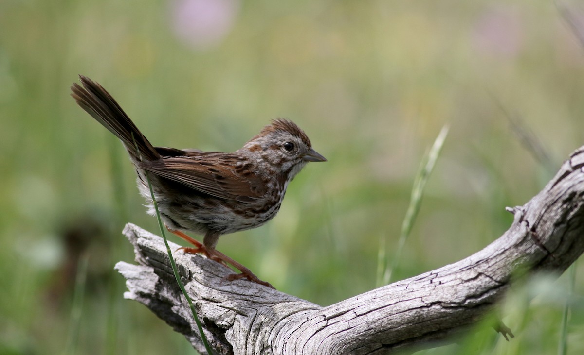 Song Sparrow (montana/merrilli) - Jay McGowan