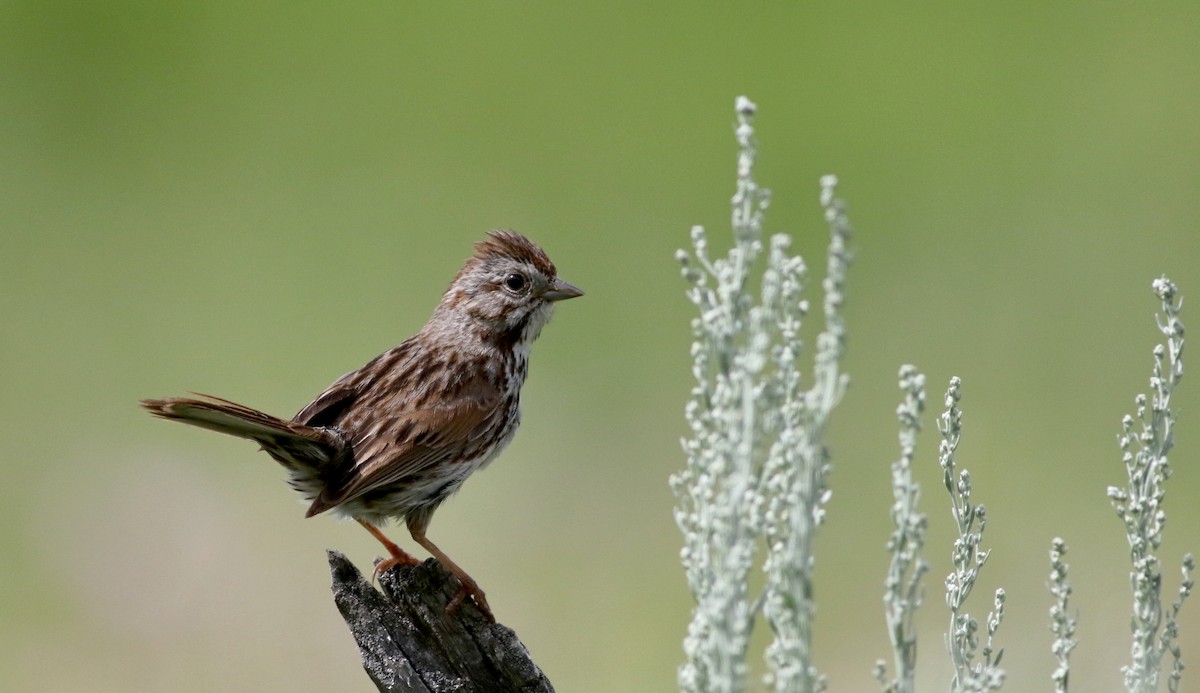 Song Sparrow (montana/merrilli) - Jay McGowan