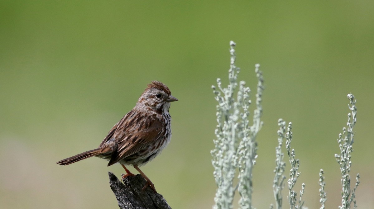 Song Sparrow (montana/merrilli) - Jay McGowan