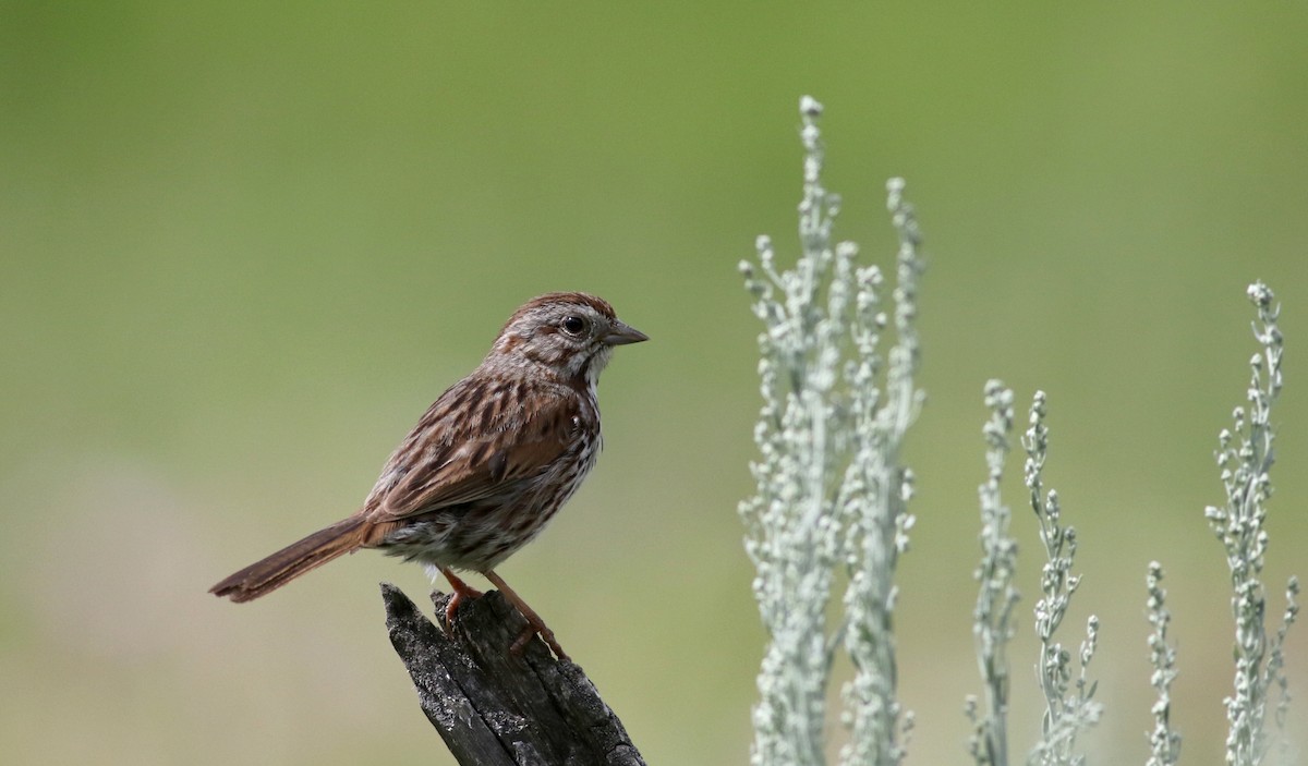 Song Sparrow (montana/merrilli) - Jay McGowan