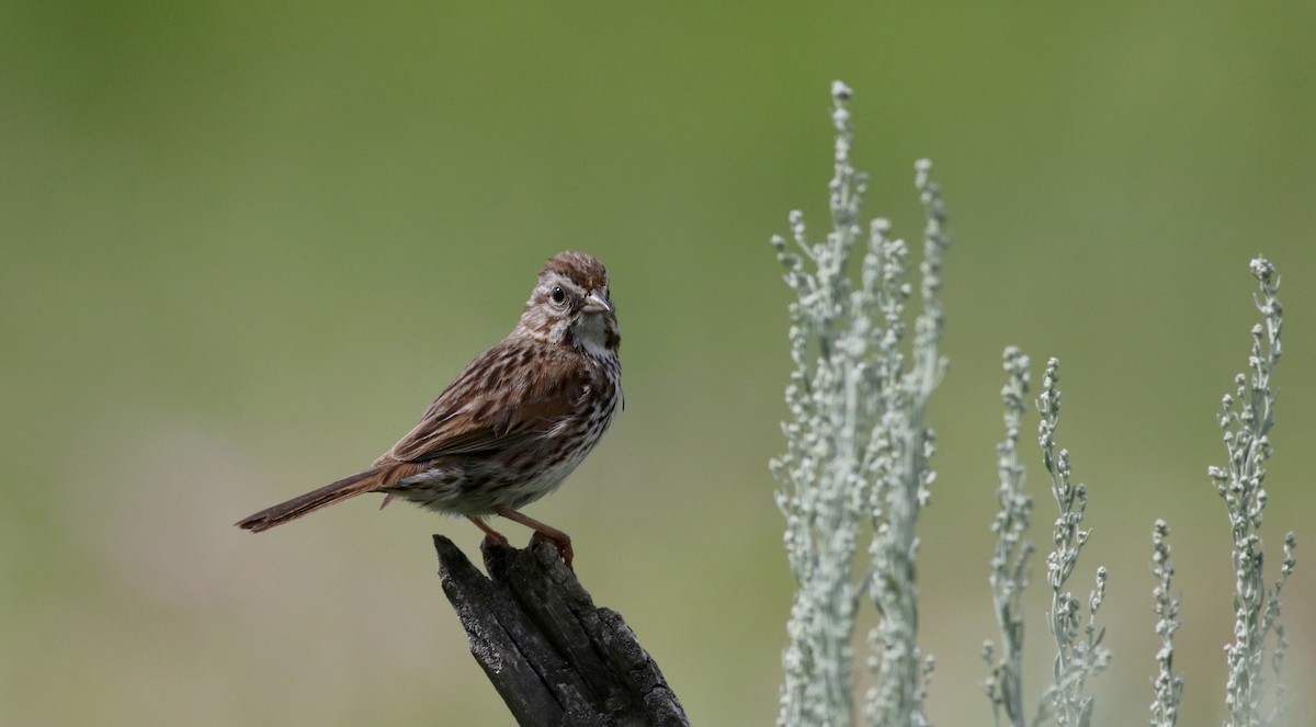 Song Sparrow (montana/merrilli) - Jay McGowan