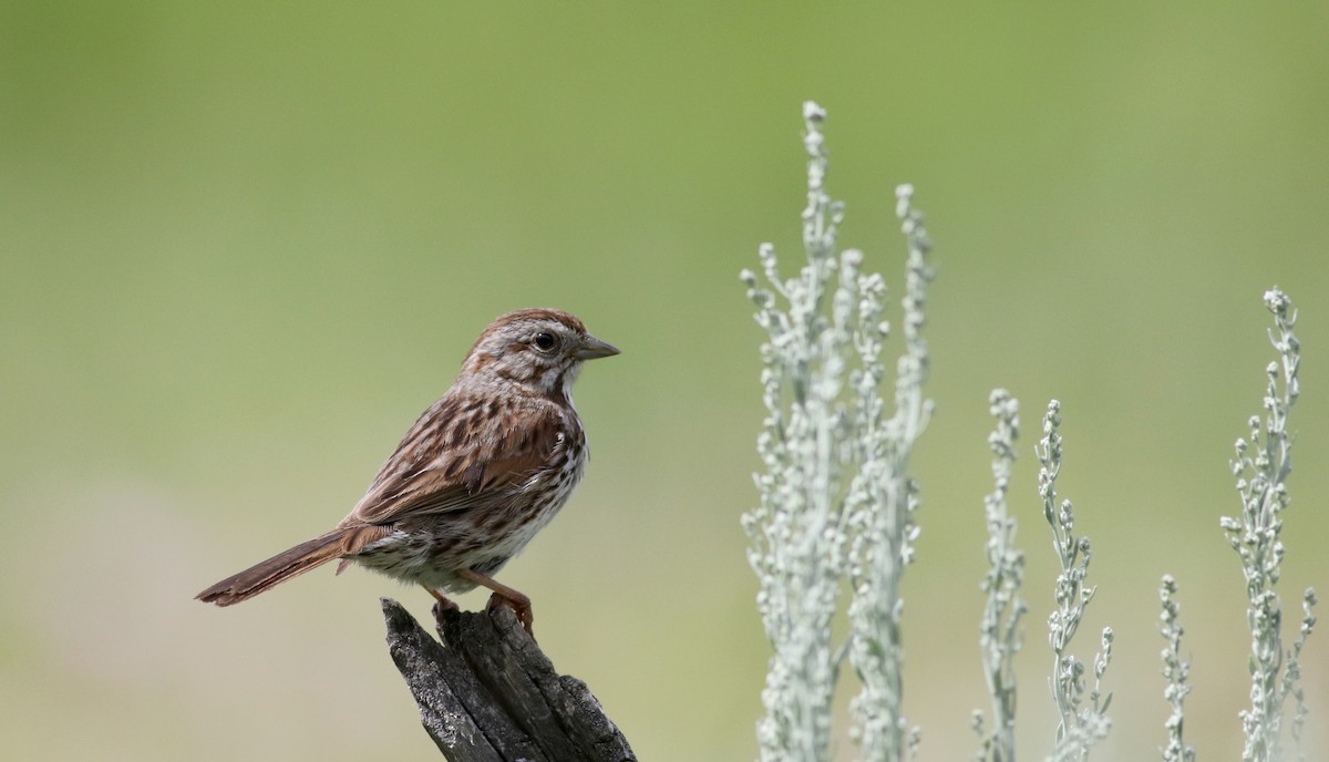 Song Sparrow (montana/merrilli) - Jay McGowan
