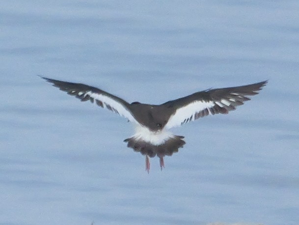 American Oystercatcher - Roger Horn