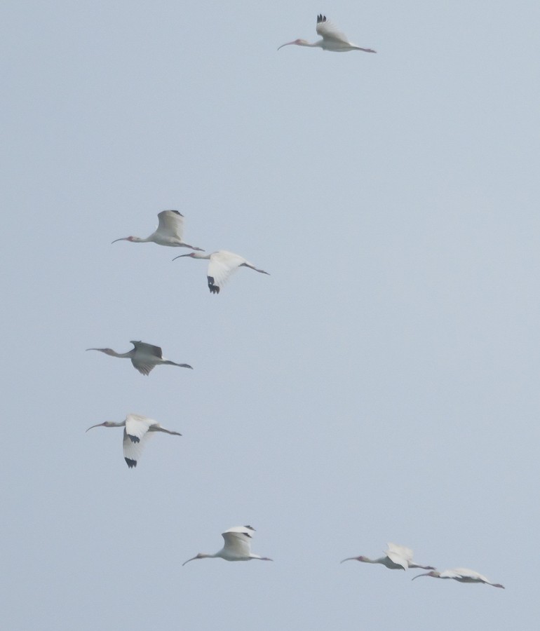 White Ibis - Roger Horn