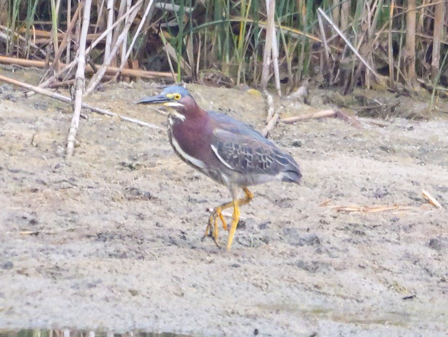 Green Heron - Roger Horn