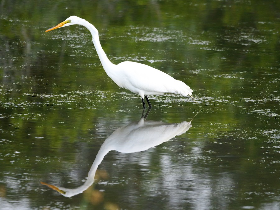 Great Egret - Roger Horn