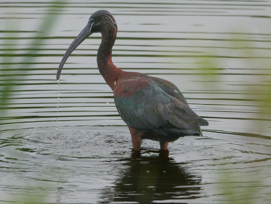 Glossy Ibis - Roger Horn