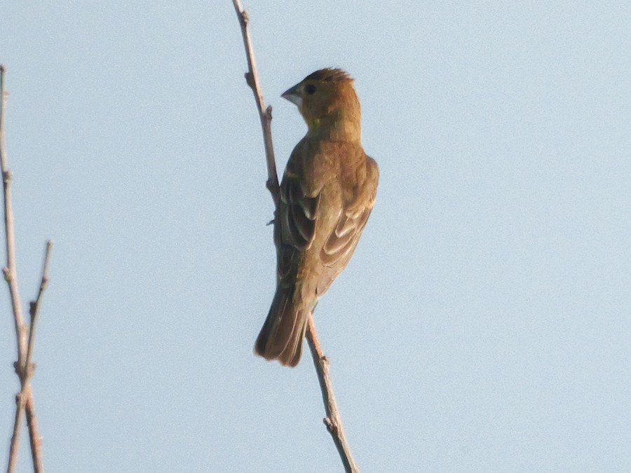 Blue Grosbeak - Roger Horn