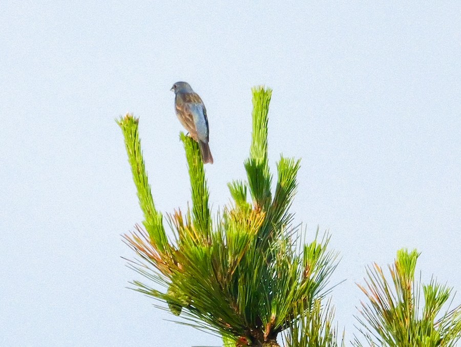 Blue Grosbeak - Roger Horn