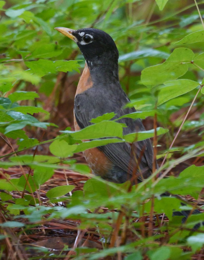American Robin - Roger Horn