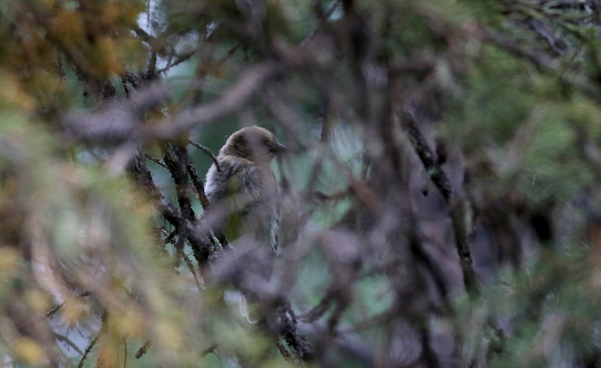 Western Tanager - ML66042151