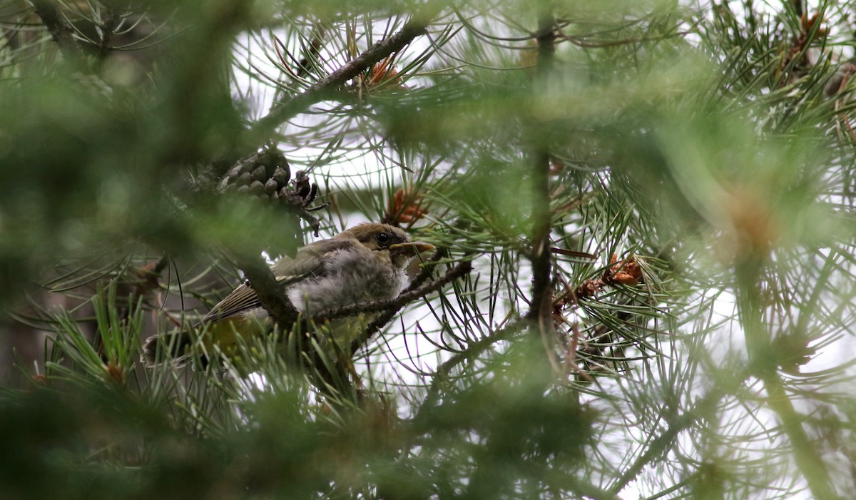 Western Tanager - ML66042241