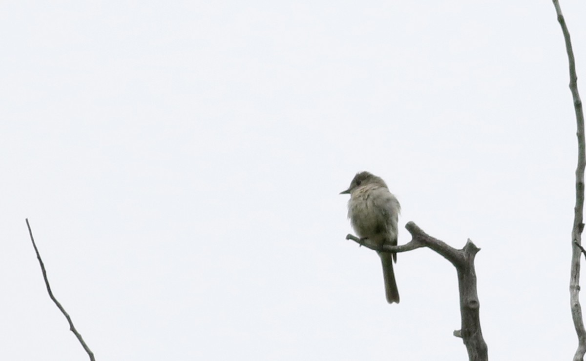 Dusky Flycatcher - ML66042351