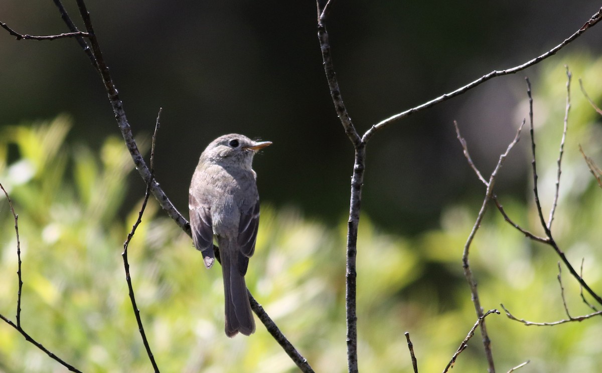 Dusky Flycatcher - Jay McGowan