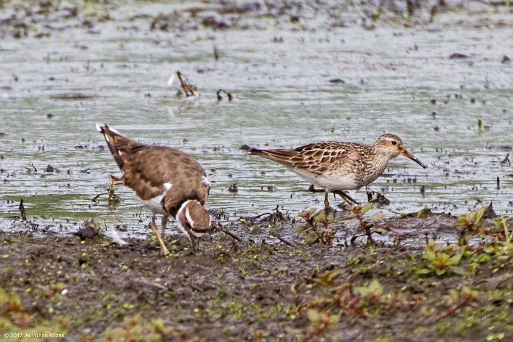 Pectoral Sandpiper - ML66043061