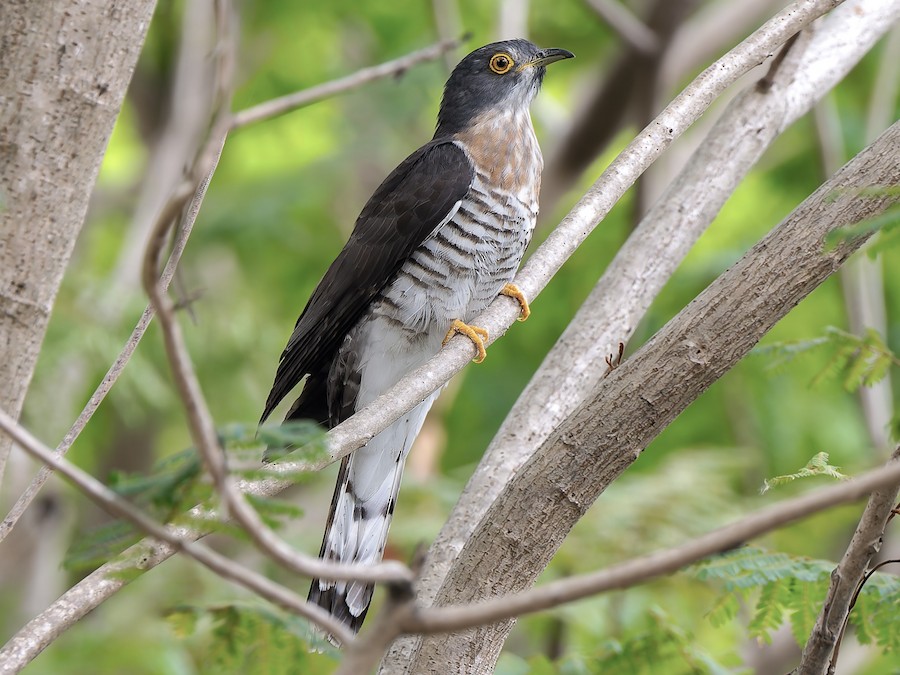 鷹鵑- eBird