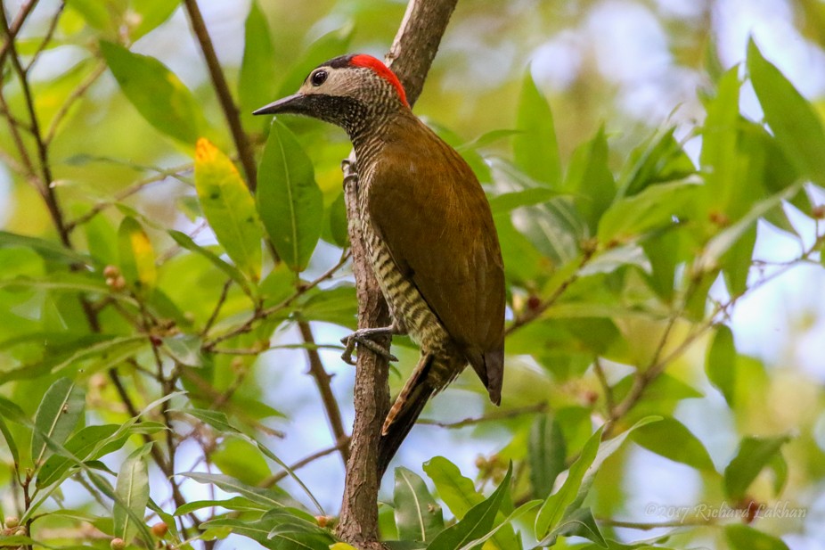 Golden-olive Woodpecker - ML66044061