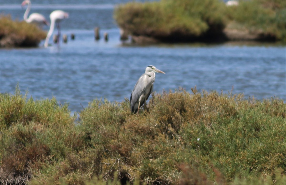 Gray Heron - ML66045341