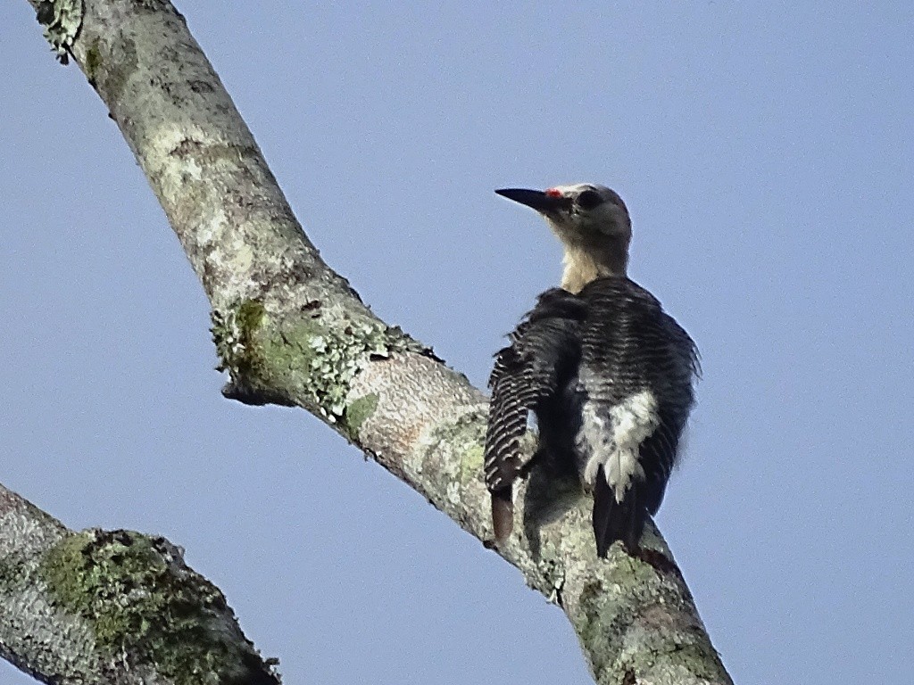 Carpintero Frentidorado (grupo santacruzi) - ML66045911