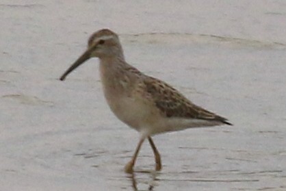 Stilt Sandpiper - Jon G.