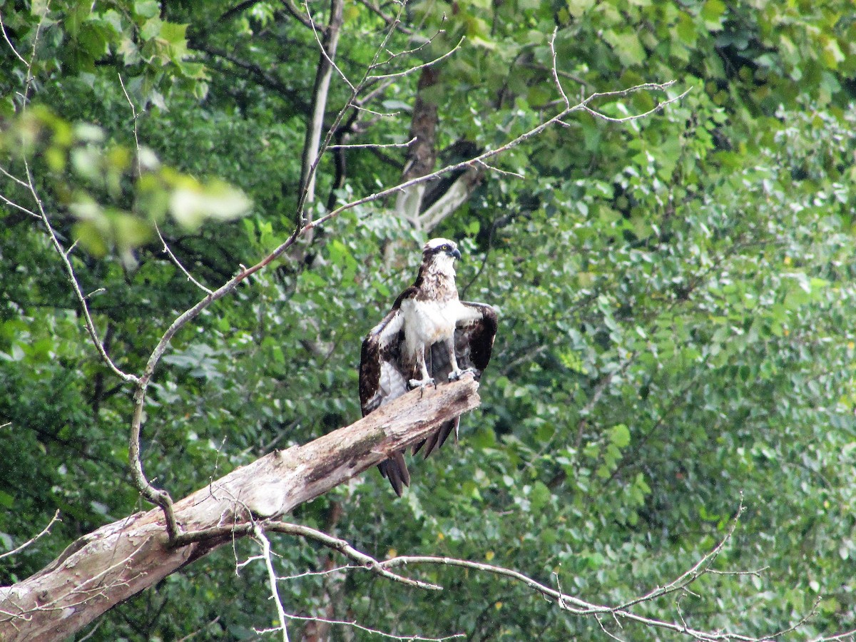 Águila Pescadora - ML66047921