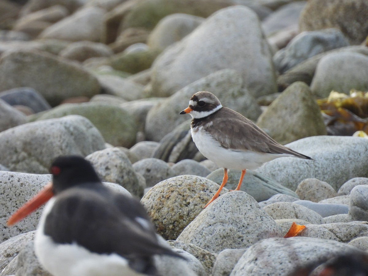 Common Ringed Plover - Charadrius hiaticula - Media Search - Macaulay ...