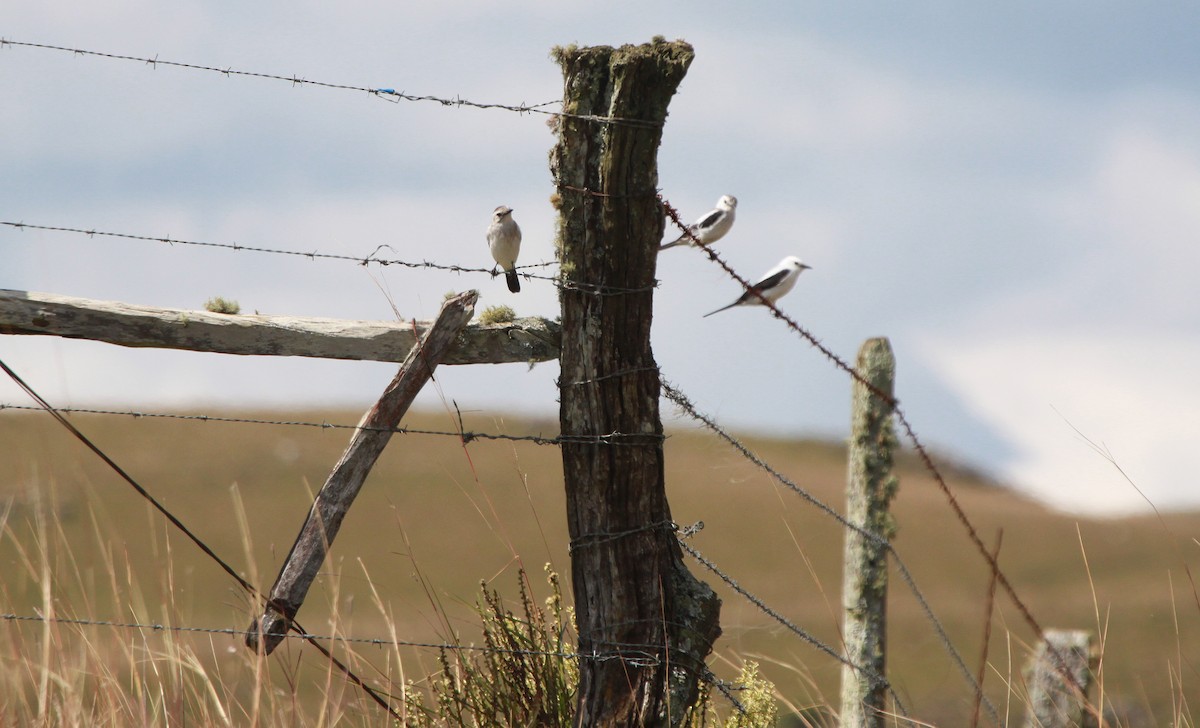 Black-and-white Monjita - Alexander Lees