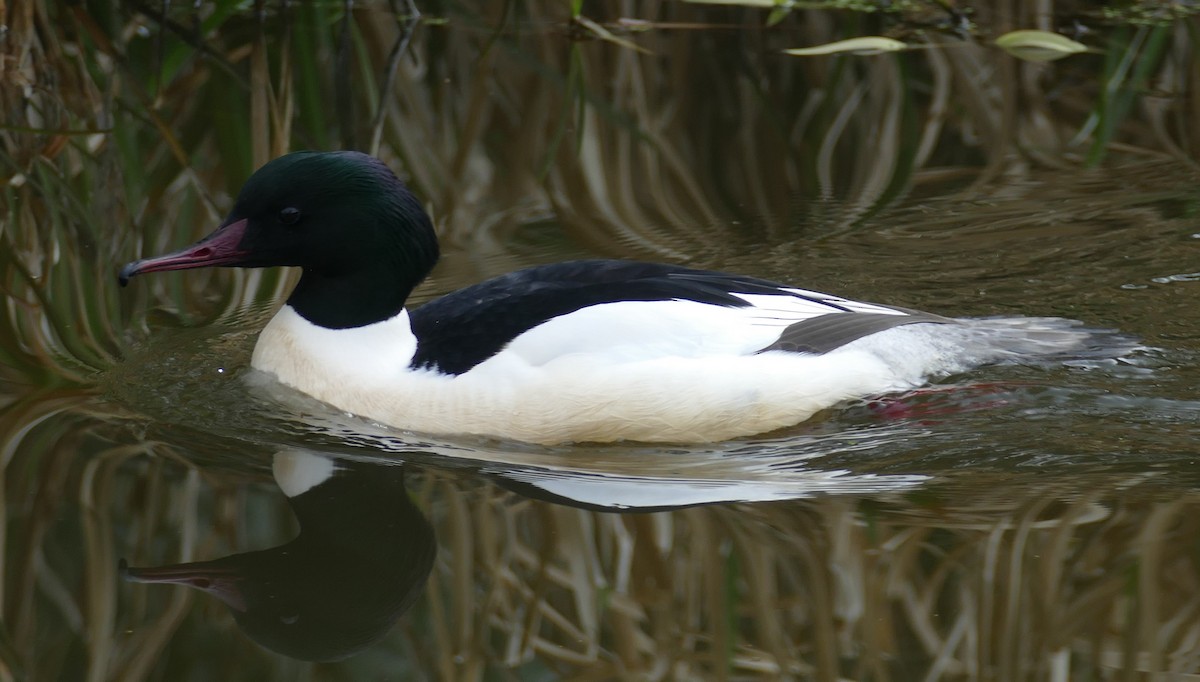 eBird Checklist - 23 Mar 2026 - GB - Congleton @ Harvey Road-Bridal ...