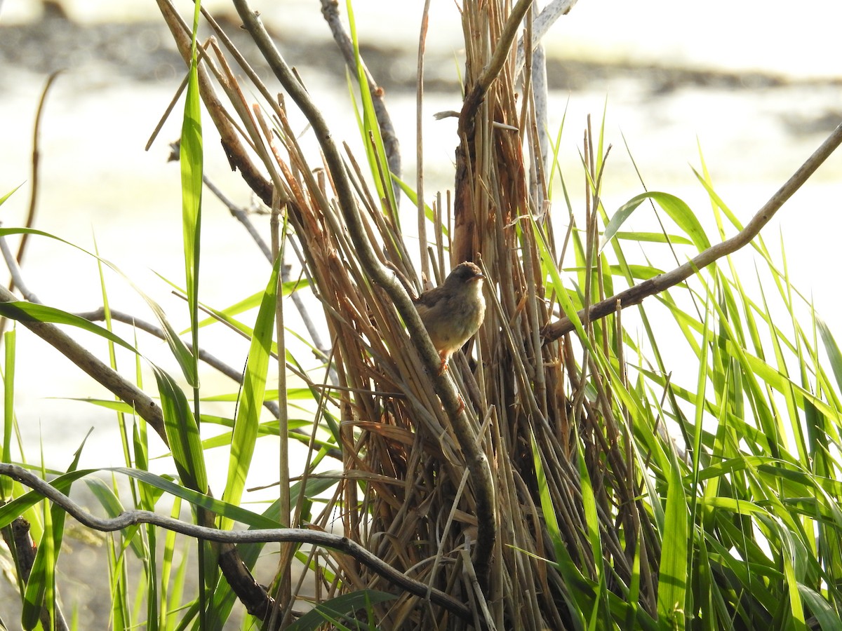 Marsh Wren - ML66051401