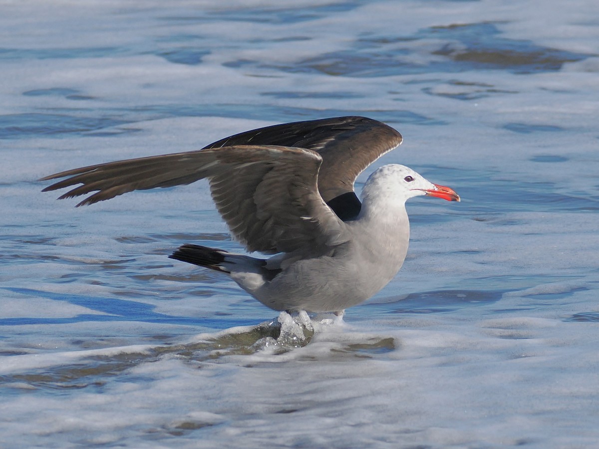 Heermann's Gull - ML660516661