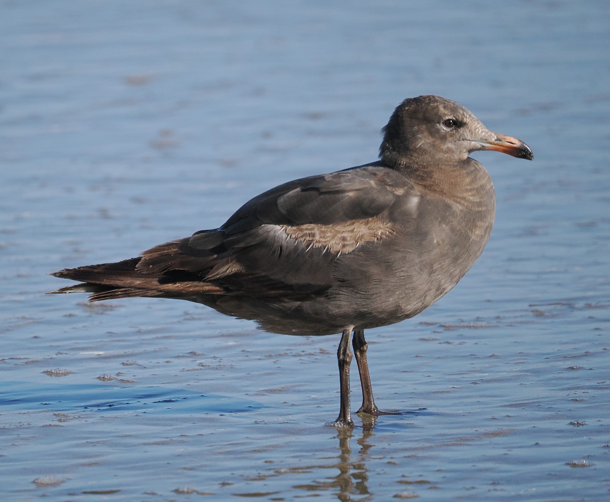 Heermann's Gull - ML660516662
