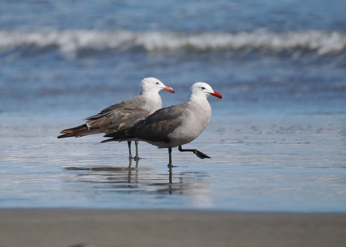 Heermann's Gull - ML660516663