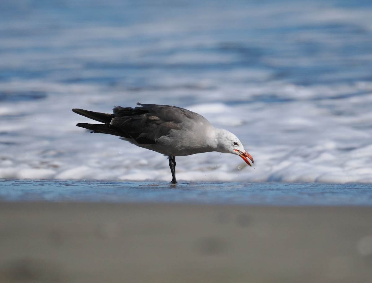 Heermann's Gull - ML660516664