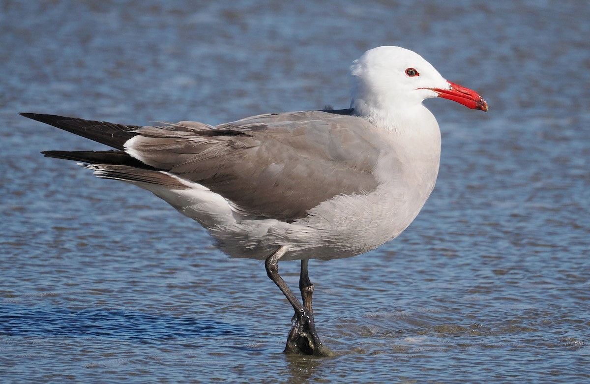 Heermann's Gull - ML660516665