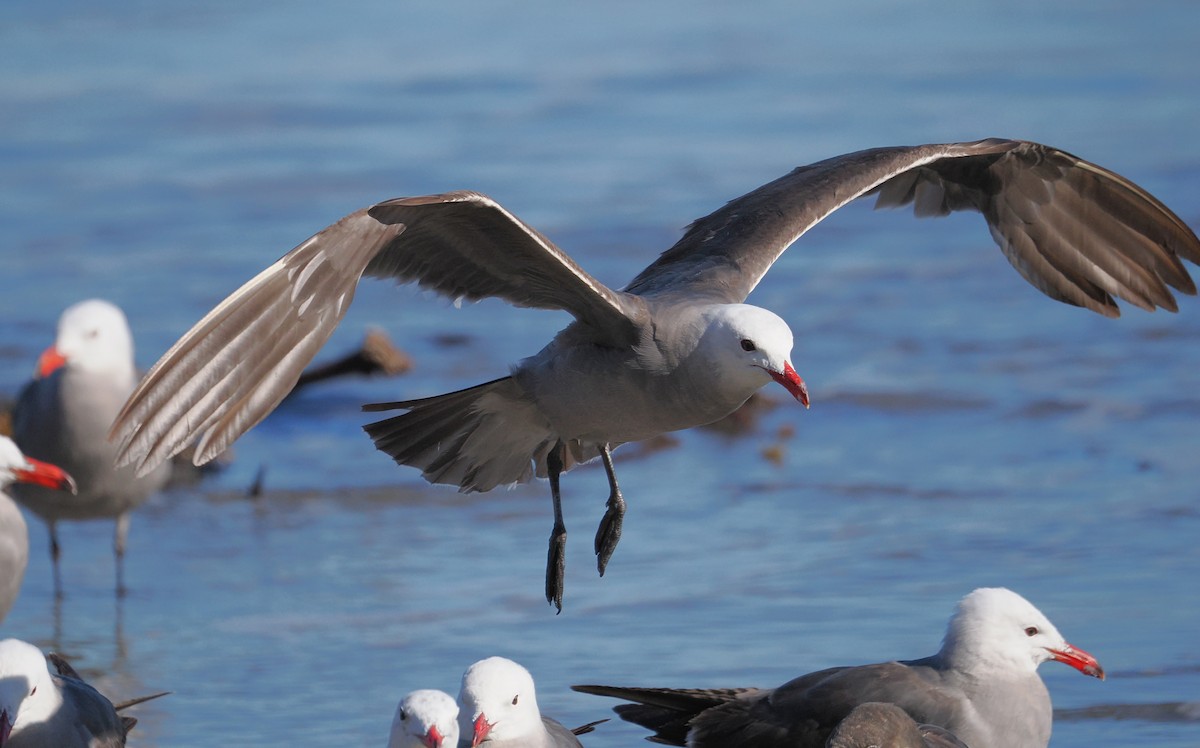 Heermann's Gull - ML660516666