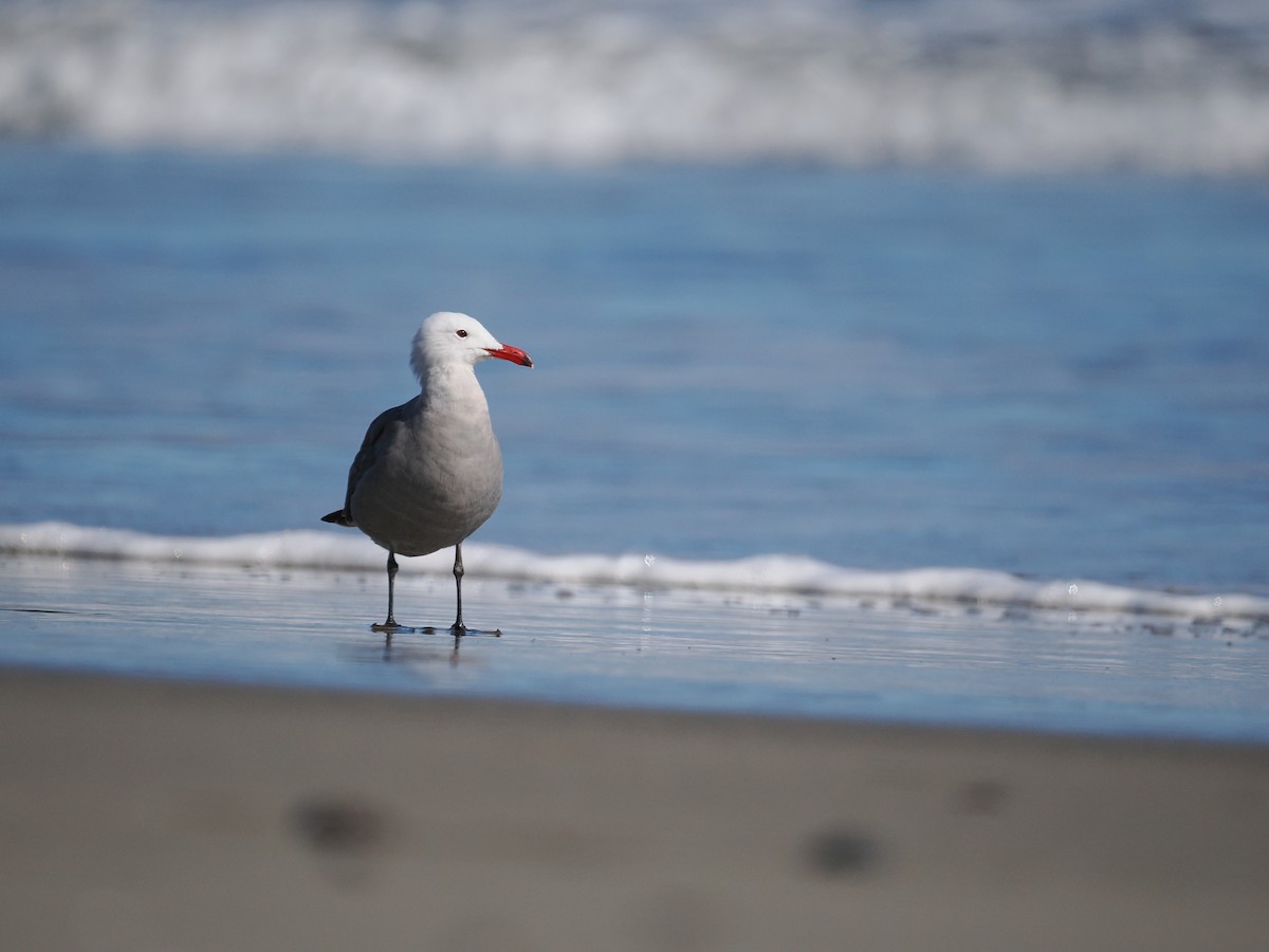 Heermann's Gull - ML660516667