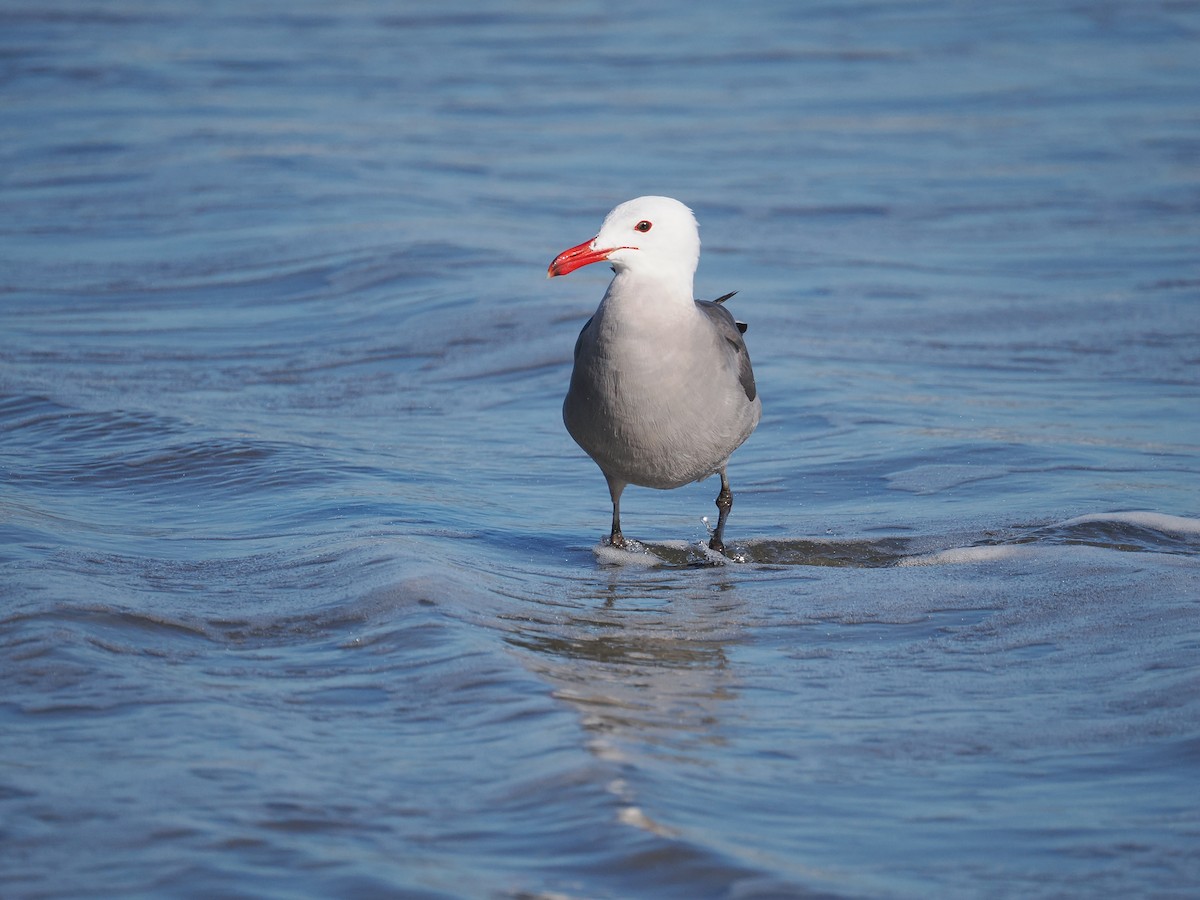 Heermann's Gull - ML660516668