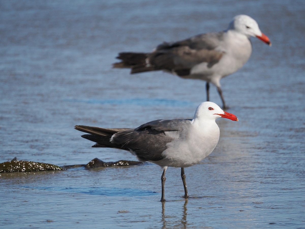 Heermann's Gull - ML660516669