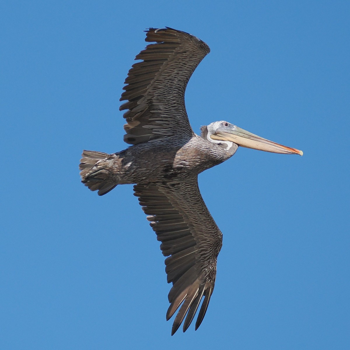 Brown Pelican - ML660516697