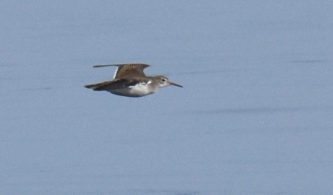 Spotted Sandpiper - ML66052061