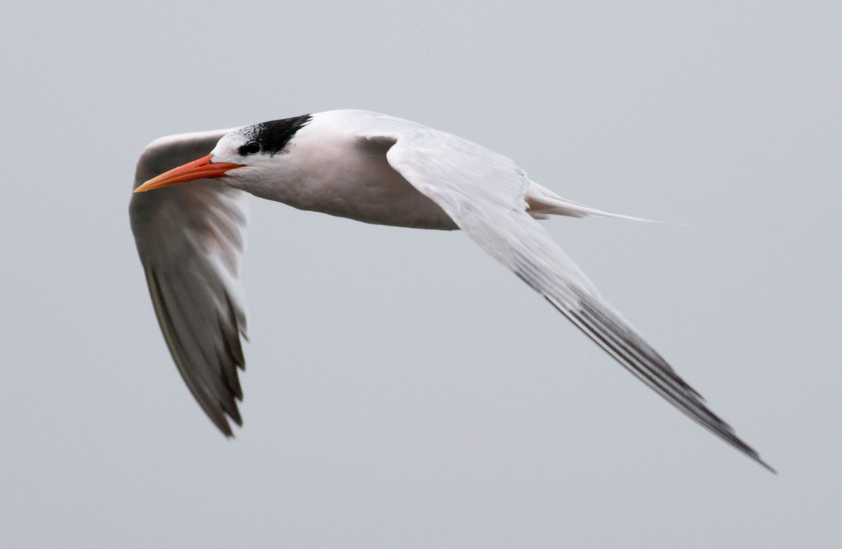 Elegant Tern - ML66052141