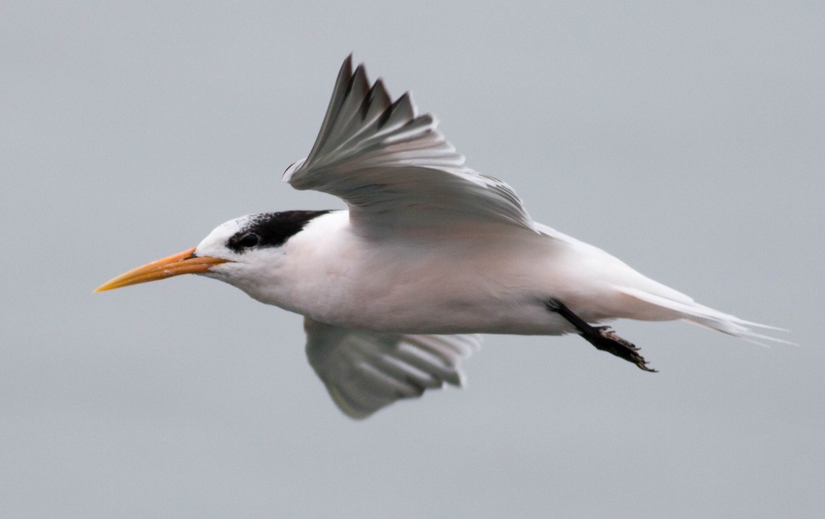 Elegant Tern - ML66052641