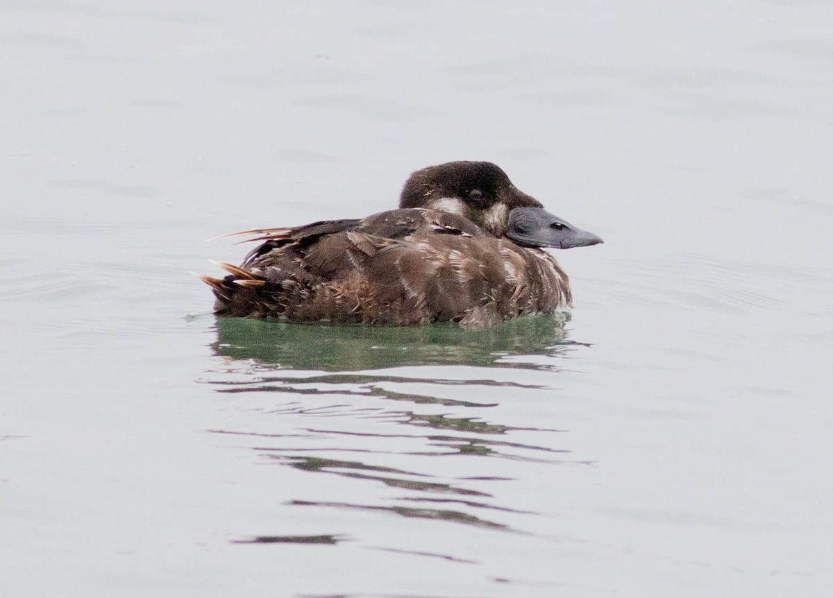 Surf Scoter - ML66052881