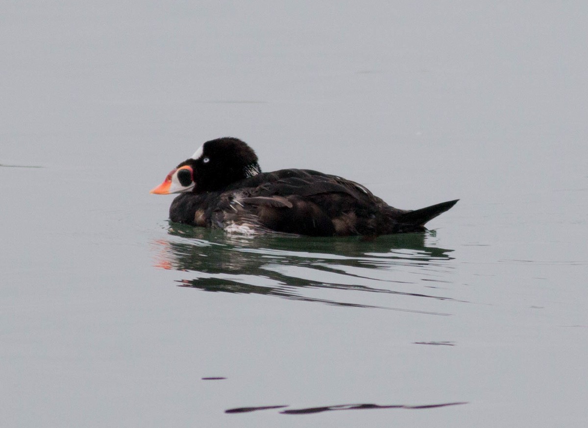 Surf Scoter - Paul Fenwick