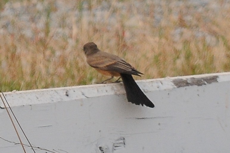 Say's Phoebe - ML66054321