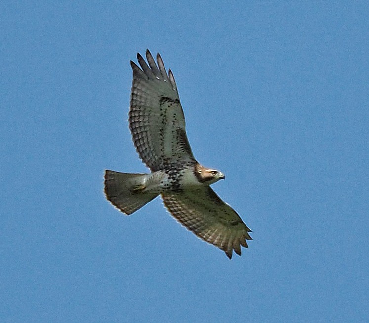 Red-tailed Hawk - Gordon Johnston