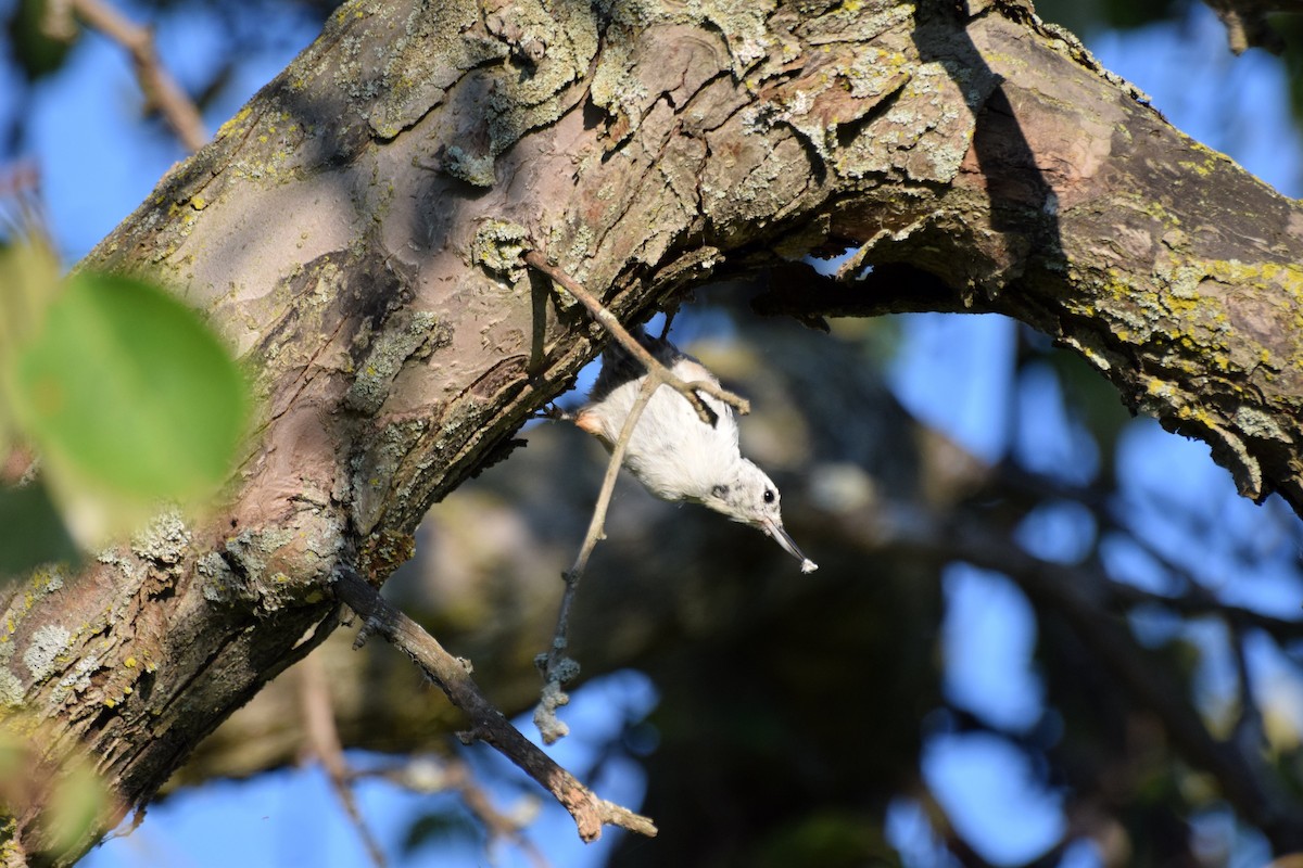 White-breasted Nuthatch - ML66055371