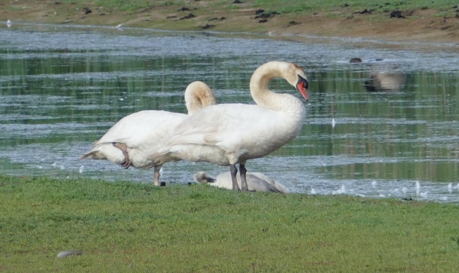 Mute Swan - Adrianne Petillo