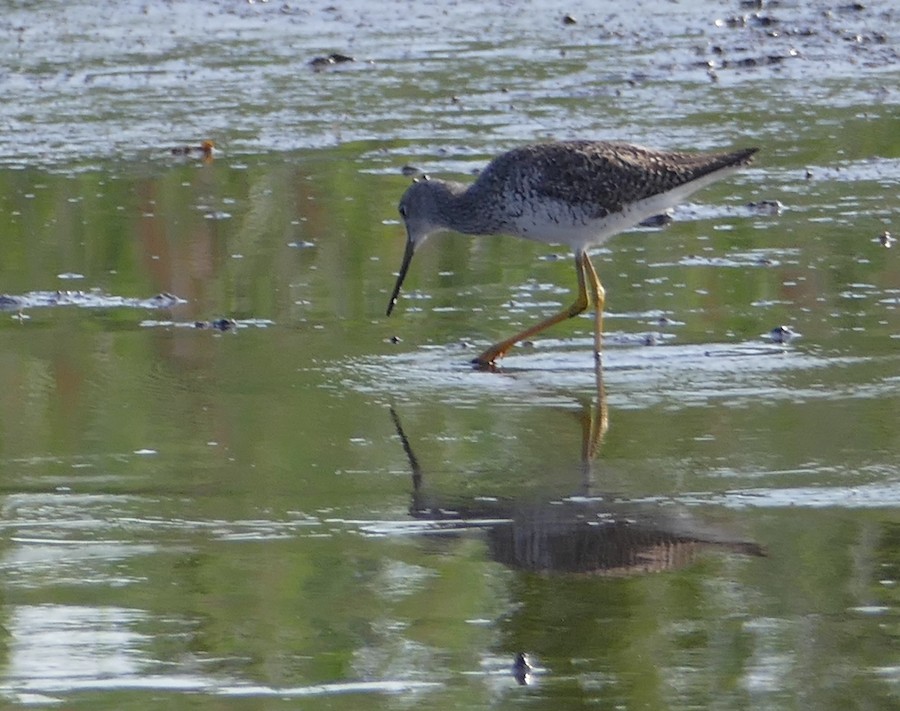 Greater Yellowlegs - Adrianne Petillo
