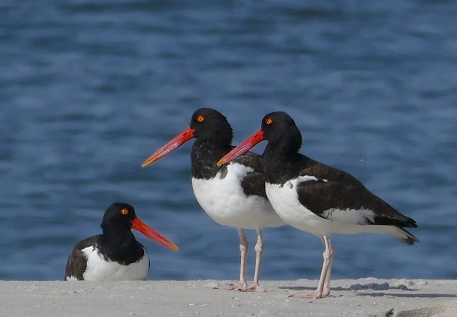 American Oystercatcher - Adrianne Petillo